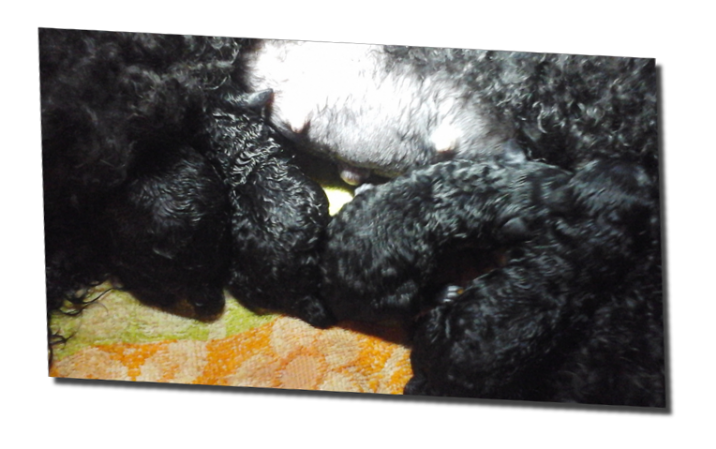 Unsere Welpen von California