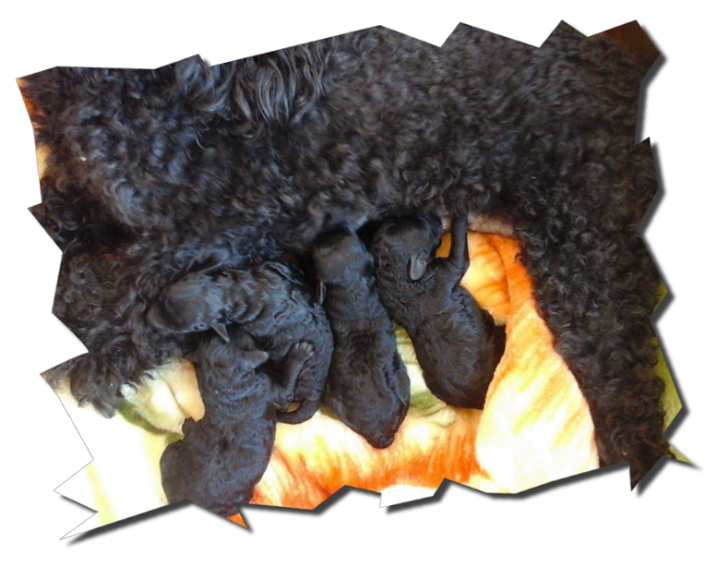 California mit ihren Babies